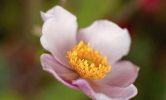 Blüte schmal Header