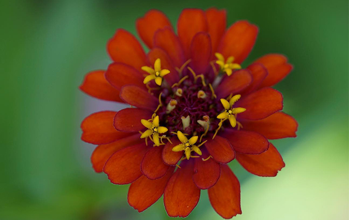 Blume Sternchen flacher