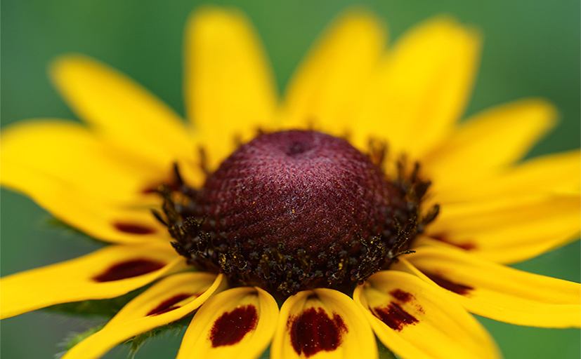 Sonnenblume Kinder flacher